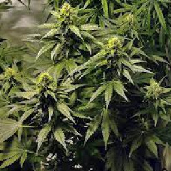 Louis xiii OG Feminised : Dutch Bulk Seeds