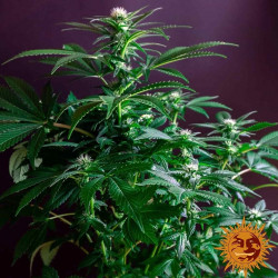 Gorilla Zkittlez Feminised Gorilla Zkittlez Feminised