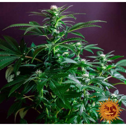 Gorilla Zkittlez Feminised Gorilla Zkittlez Feminised