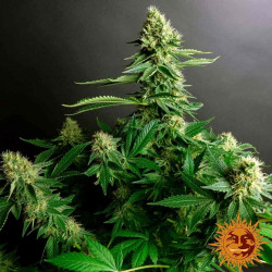 Gorilla Zkittlez Feminised Gorilla Zkittlez Feminised