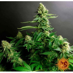 Gorilla Zkittlez Feminised Gorilla Zkittlez Feminised