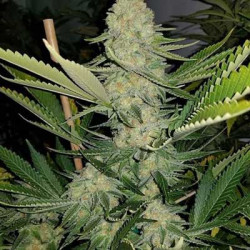 LSD Feminised LSD Feminised