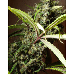 Mandala #1 Feminised Mandala #1 Feminised