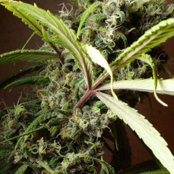 Mandala #1 Feminised Mandala #1 Feminised