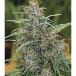 Mandala #1 Feminised Mandala #1 Feminised