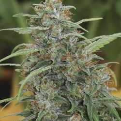 Mandala #1 Feminised Mandala #1 Feminised