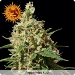 Peppermint kush Feminised