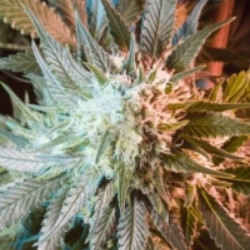 Massive Haze feminsed Massive Haze feminsed