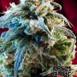 Auto Mazar Bazar Feminised Auto Mazar Bazar Feminised