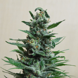 Moscow Blueberry Auto Feminised Moscow Blueberry Auto Feminised