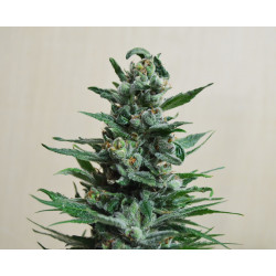 Moscow Blueberry Auto Feminised Moscow Blueberry Auto Feminised