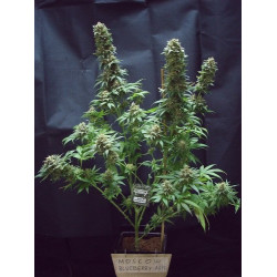Moscow Blueberry Auto Feminised Moscow Blueberry Auto Feminised