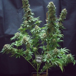 Moscow Blueberry Auto Feminised Moscow Blueberry Auto Feminised