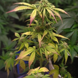 Northern light x Lavender