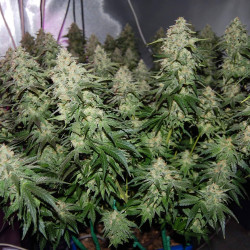 Peppermint kush Feminised Peppermint kush Feminised