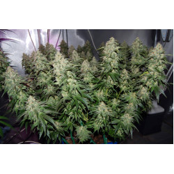 Peppermint kush Feminised Peppermint kush Feminised