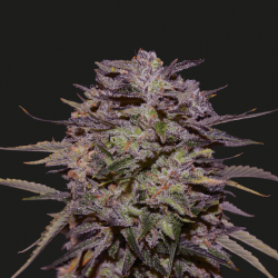 Purple Russian Express