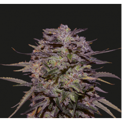Purple Russian Express