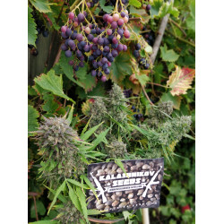 Purple Russian Express