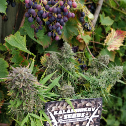 Purple Russian Express