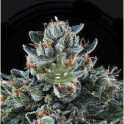 Puta Madre Kush Feminised Puta Madre Kush Feminised