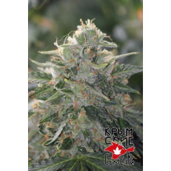 Auto Татарская Ракета Feminised Auto Татарская Ракета Feminised