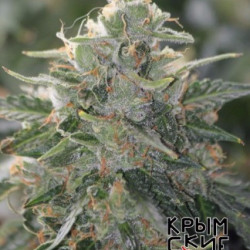 Auto Татарская Ракета Feminised Auto Татарская Ракета Feminised