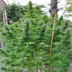 Afghani Original Afghani Original