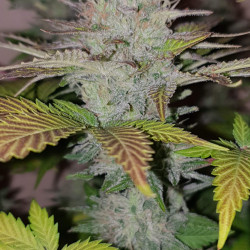 Boy Scout Cookies Feminised Boy Scout Cookies Feminised
