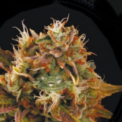 Sevilla Cheese Feminised