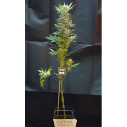 Siberian Haze Auto Feminised Siberian Haze Auto Feminised