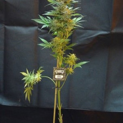 Siberian Haze Auto Feminised