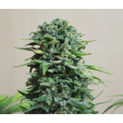 Siberian Haze Auto Feminised Siberian Haze Auto Feminised