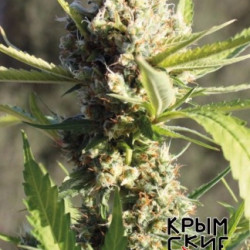 Auto Скороход Feminised Auto Скороход Feminised