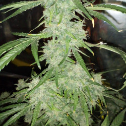 Skywalker OG Feminised Skywalker OG Feminised