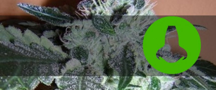 Слабопахнущие