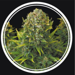 Strong Lemon Feminised