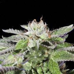 Auto Strong Lemon Feminised