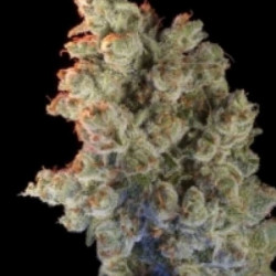 Super Silver Haze feminised Super Silver Haze feminised