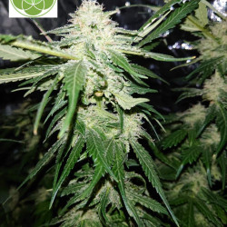 Triple Cheese Feminised Triple Cheese Feminised