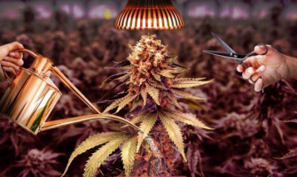 Как и чем удобрять коноплю?  Часть 2