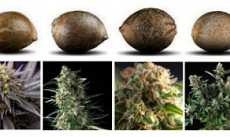 Почему важно правильно выбрать орешки?