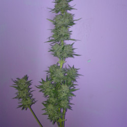 AUTO CRITICAL AUTO CRITICAL