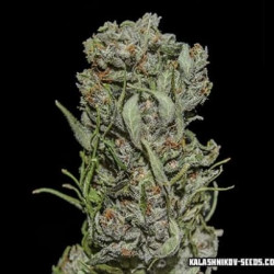 White Critical Express