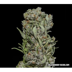 White Critical Express