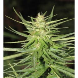 Auto White Widow Feminised Auto White Widow Feminised