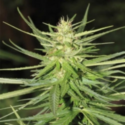 Auto White Widow Feminised Auto White Widow Feminised