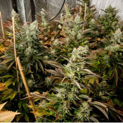 White Widow Feminised