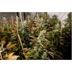 White Widow Feminised White Widow Feminised