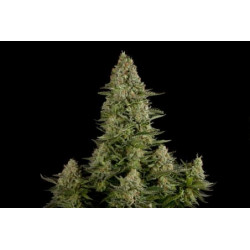 White Widow Feminised White Widow Feminised